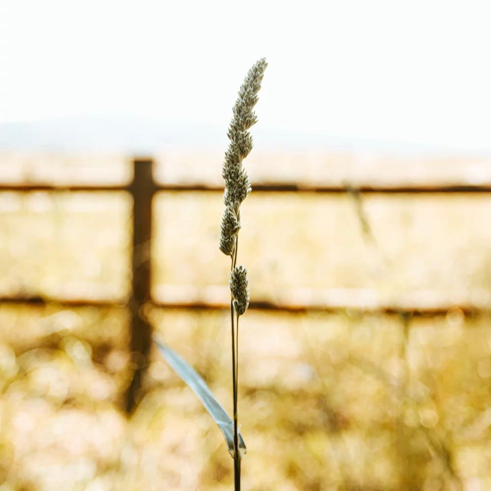 Grashalm mit Wiese im Hintergrund